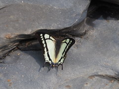 Polyura narcaea meghaduta