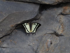 Polyura narcaea meghaduta