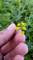 Tauschia texana