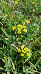 Tauschia texana