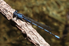 Argia insipida