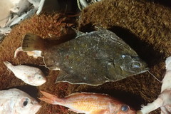 Lepidopsetta polyxystra