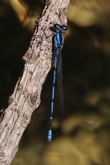 Argia insipida
