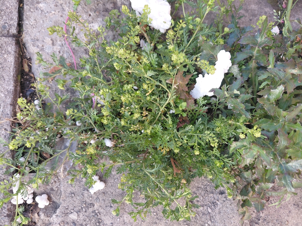 Lepidium bipinnatifidum; photograph (c) GERMAN LEONEL SARMIENTO CRUZ, some rights reserved (CC BY)