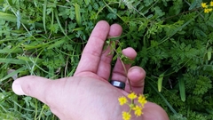 Tauschia texana