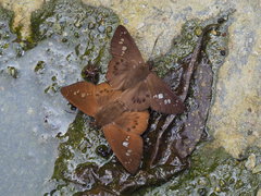 Seseria formosana