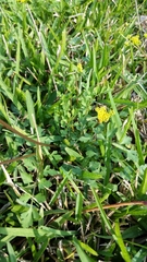 Tauschia texana