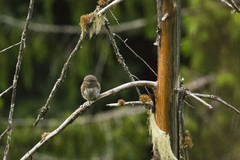 Glaucidium gnoma californicum