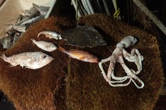 Lepidopsetta polyxystra