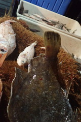 Lepidopsetta polyxystra