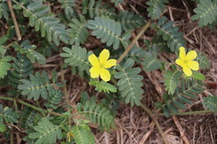 Tribulus micrococcus