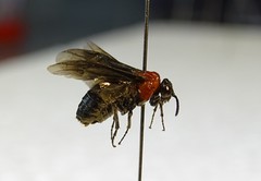 Tethida barda