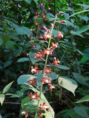 Ania viridifusca