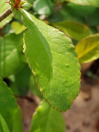 Japoninis svarainis nuotrauka