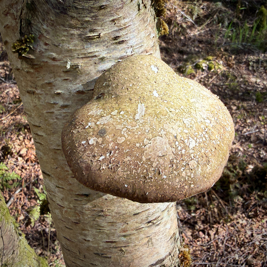 Fomitopsis betulina · April 2026 · photo: © thymetofish (iNaturalist, cc-by)