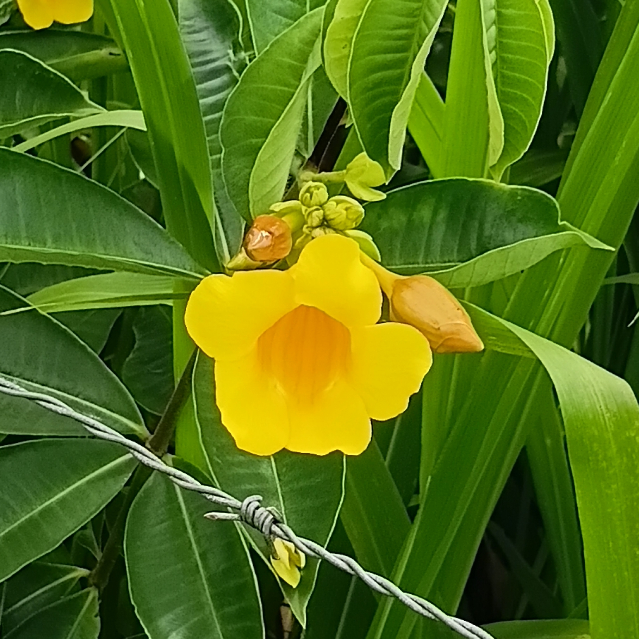 Allamanda cathartica