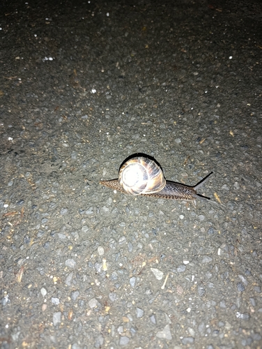 Helix lucorum