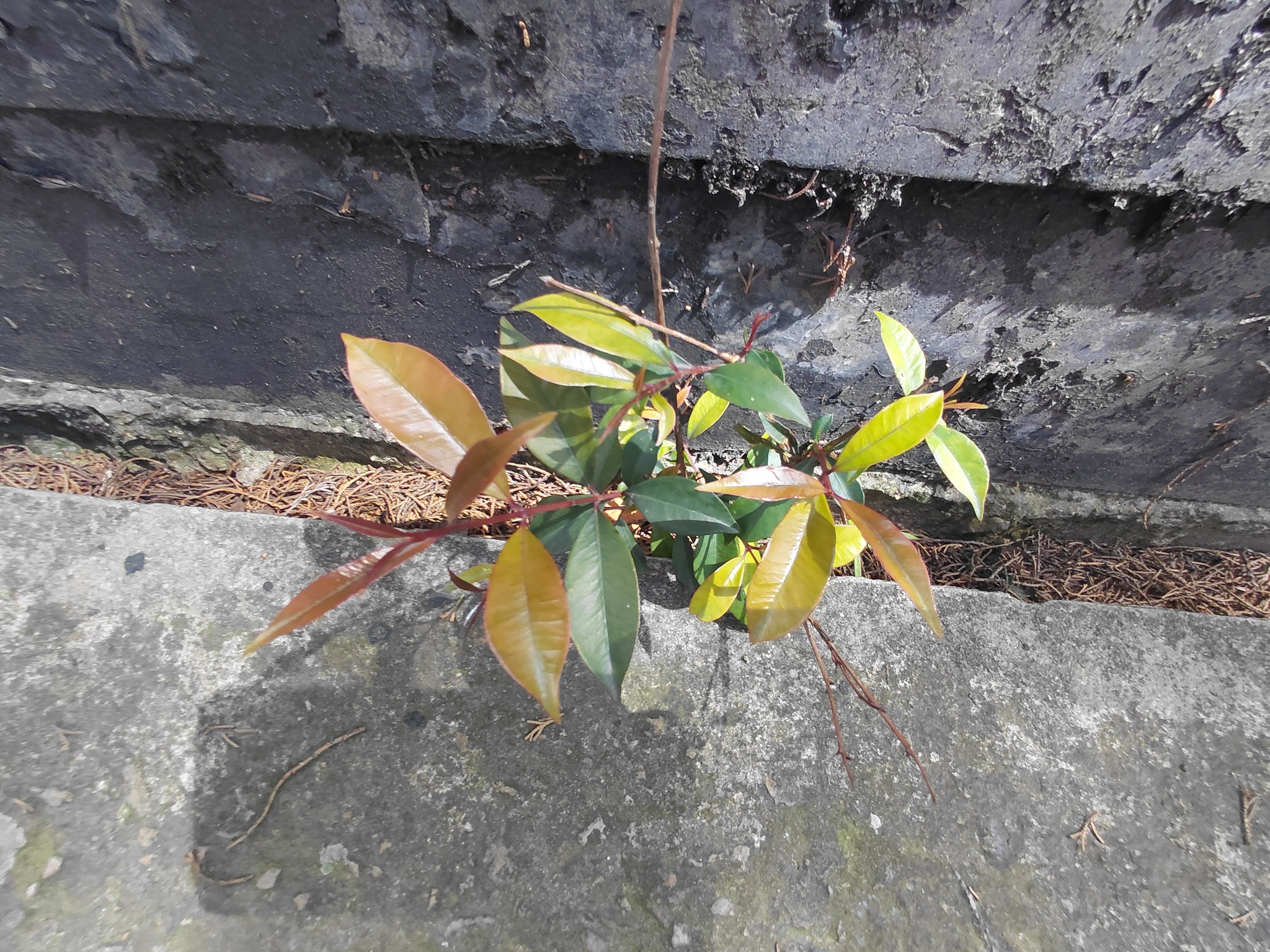 Magenta Lilly Pilly (Syzygium paniculatum)