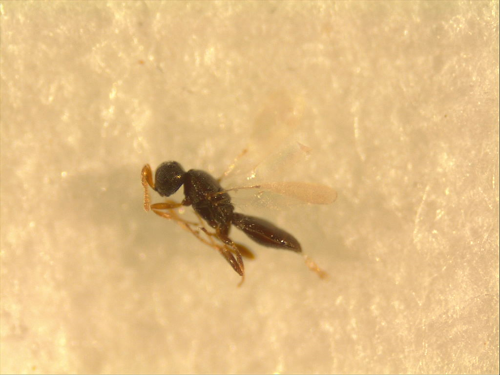 Pseudaphanomerus