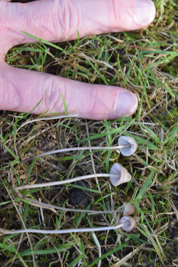 Mycena filopes
