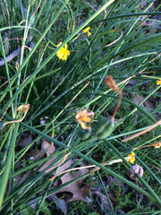 Narcissus jonquilla