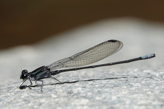 Argia ulmeca