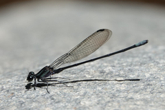 Argia ulmeca