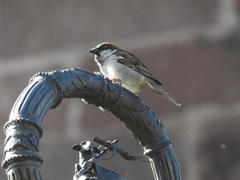 Passer domesticus