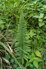 Polypodium plesiosorum
