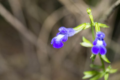 Salvia caudata