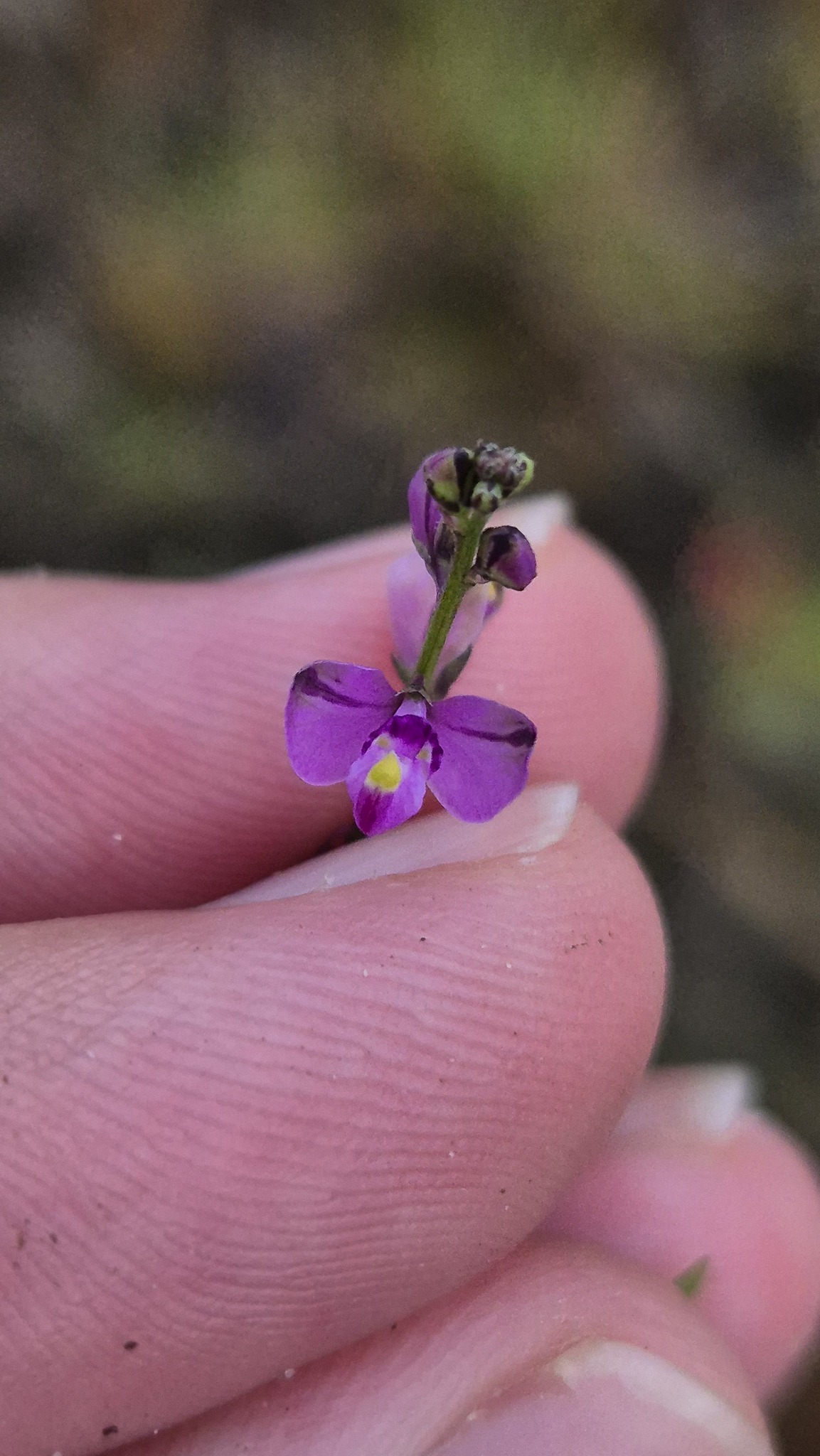 Imagem de Asemeia violacea