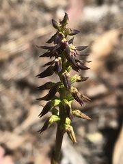 Genoplesium despectans