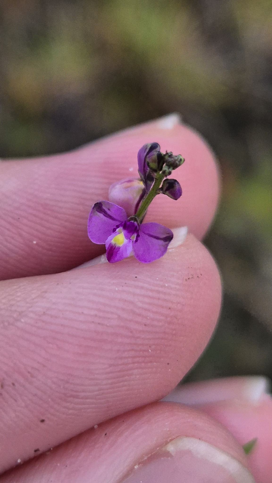 Imagem de Asemeia violacea