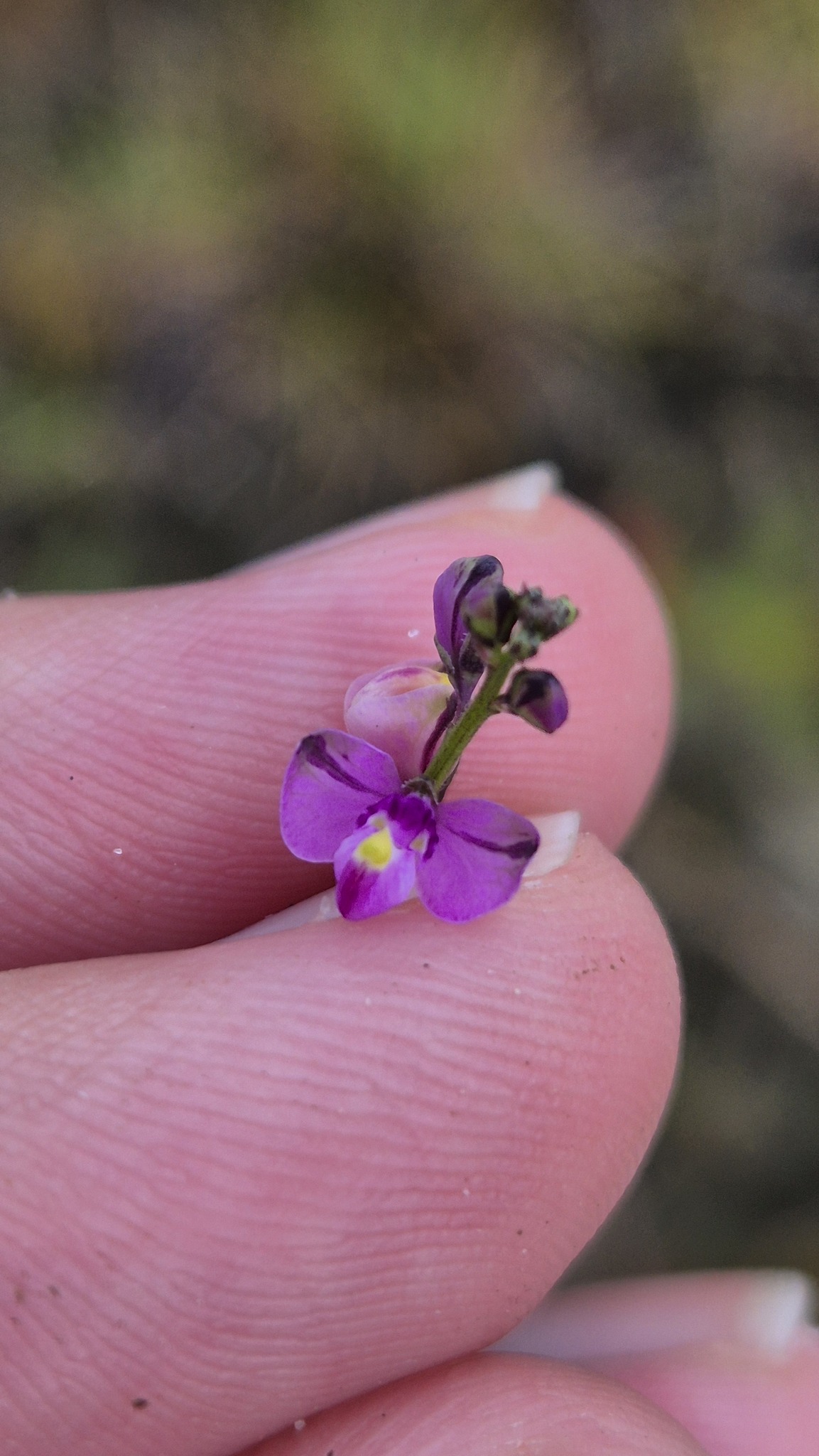 Imagem de Asemeia violacea