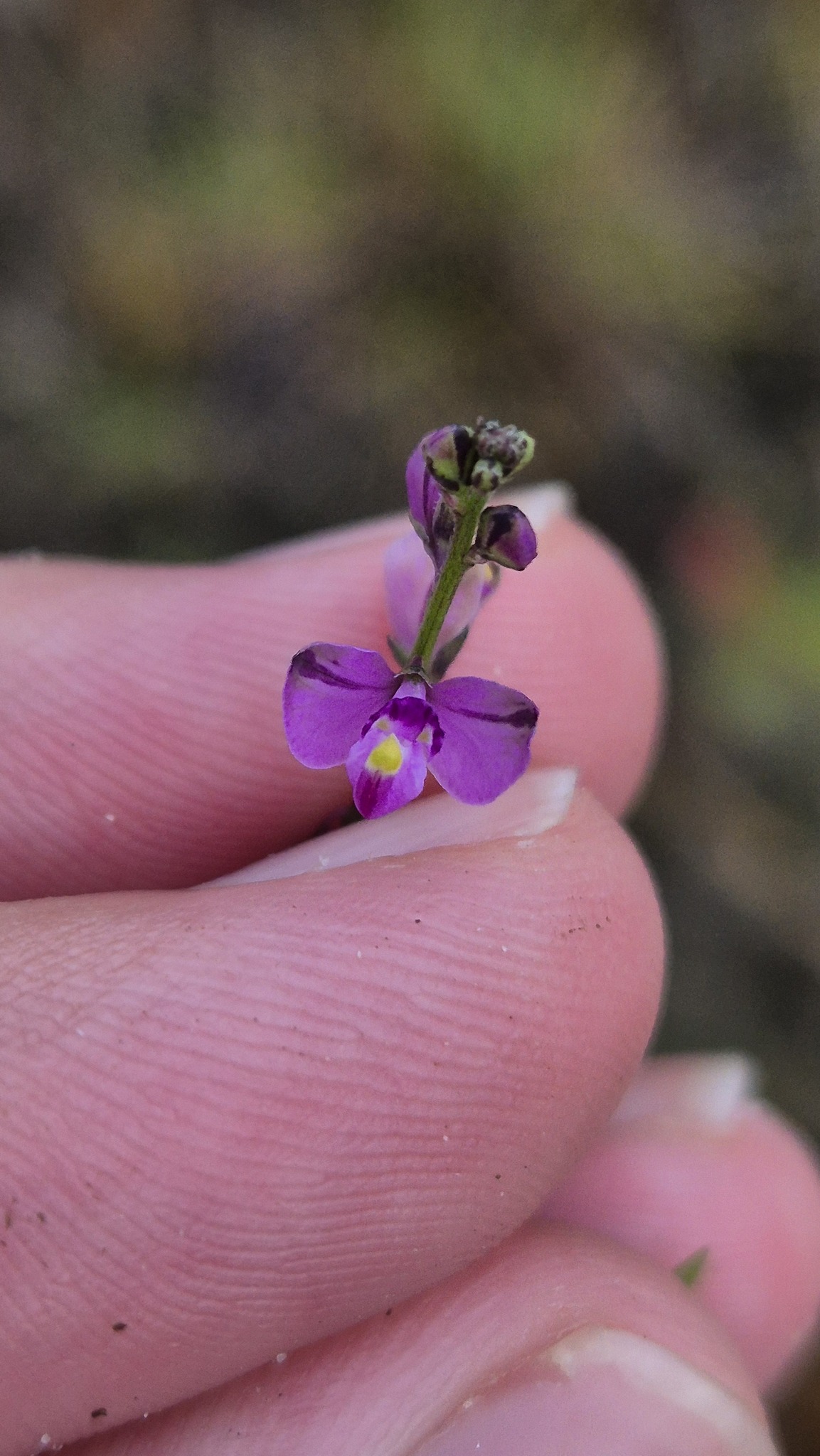 Imagem de Asemeia violacea