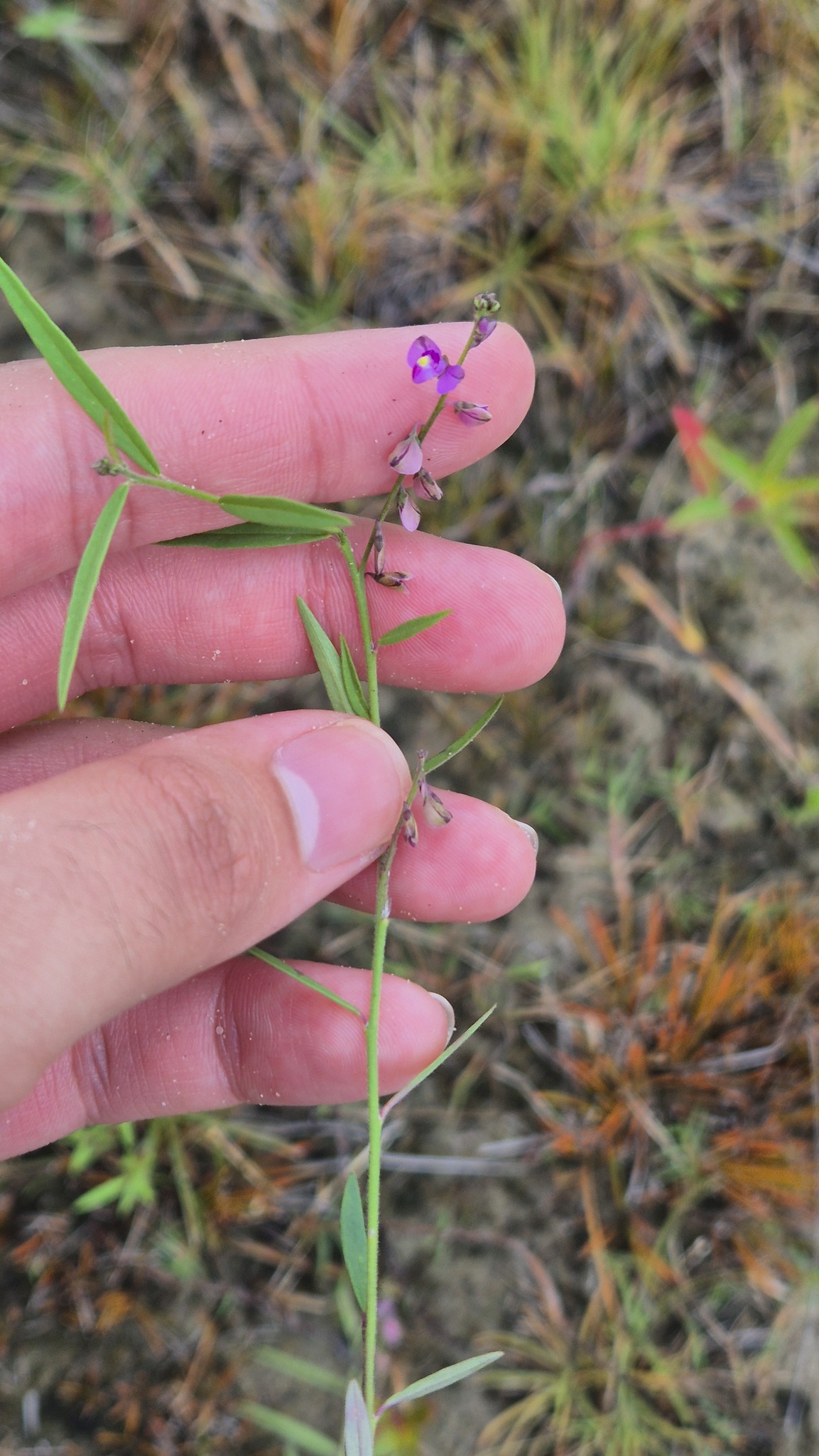 Imagem de Asemeia violacea