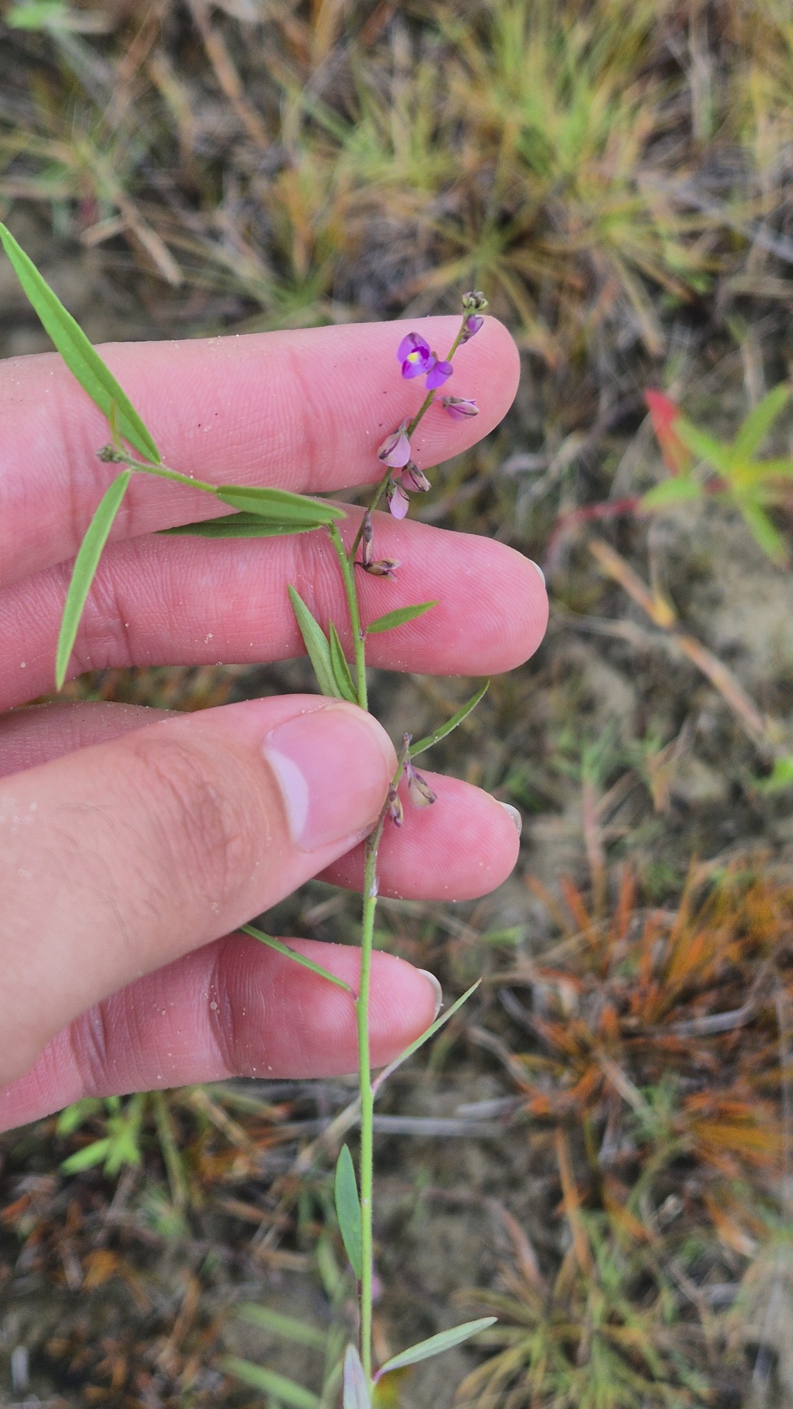 Imagem de Asemeia violacea