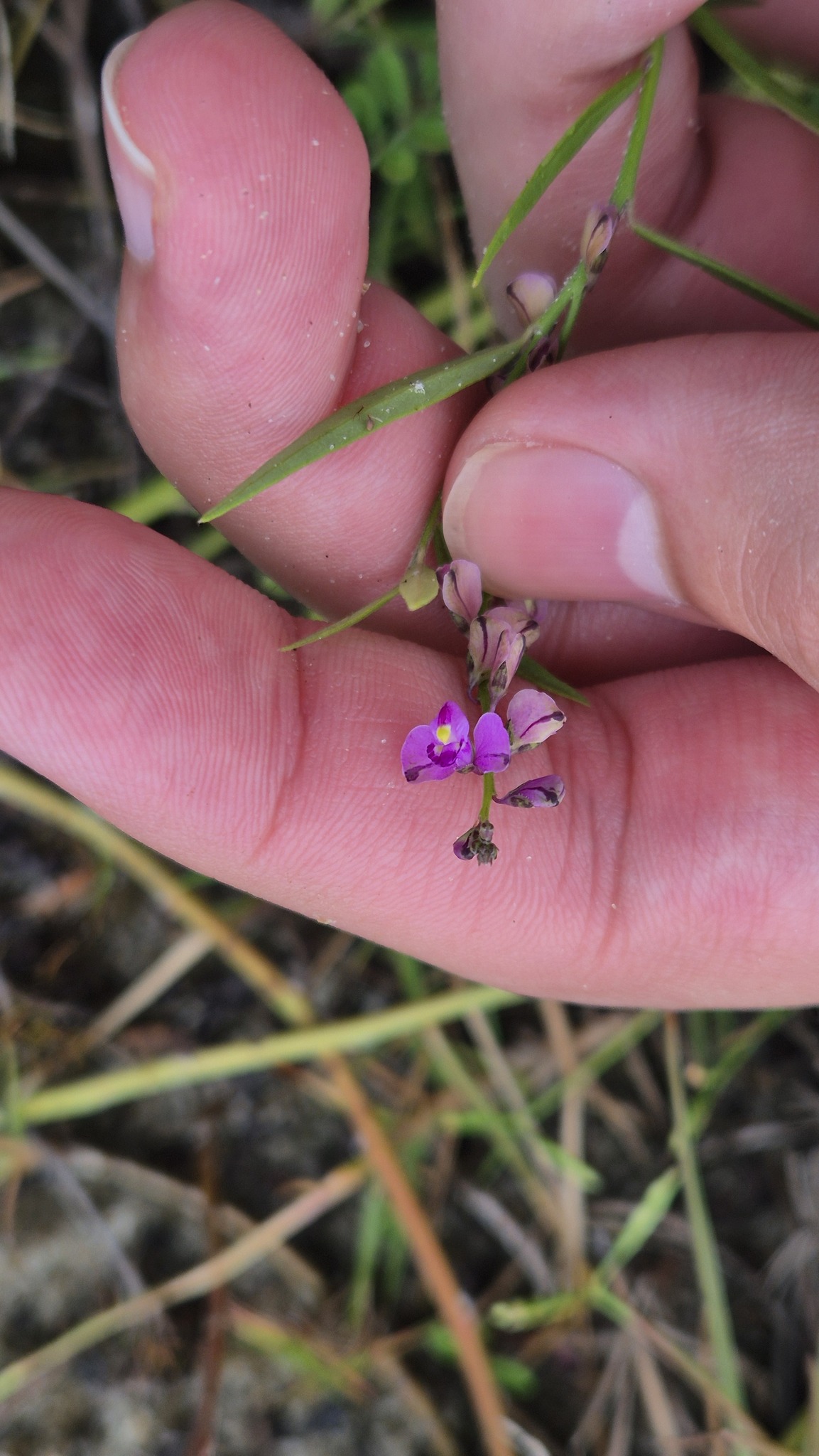 Imagem de Asemeia violacea