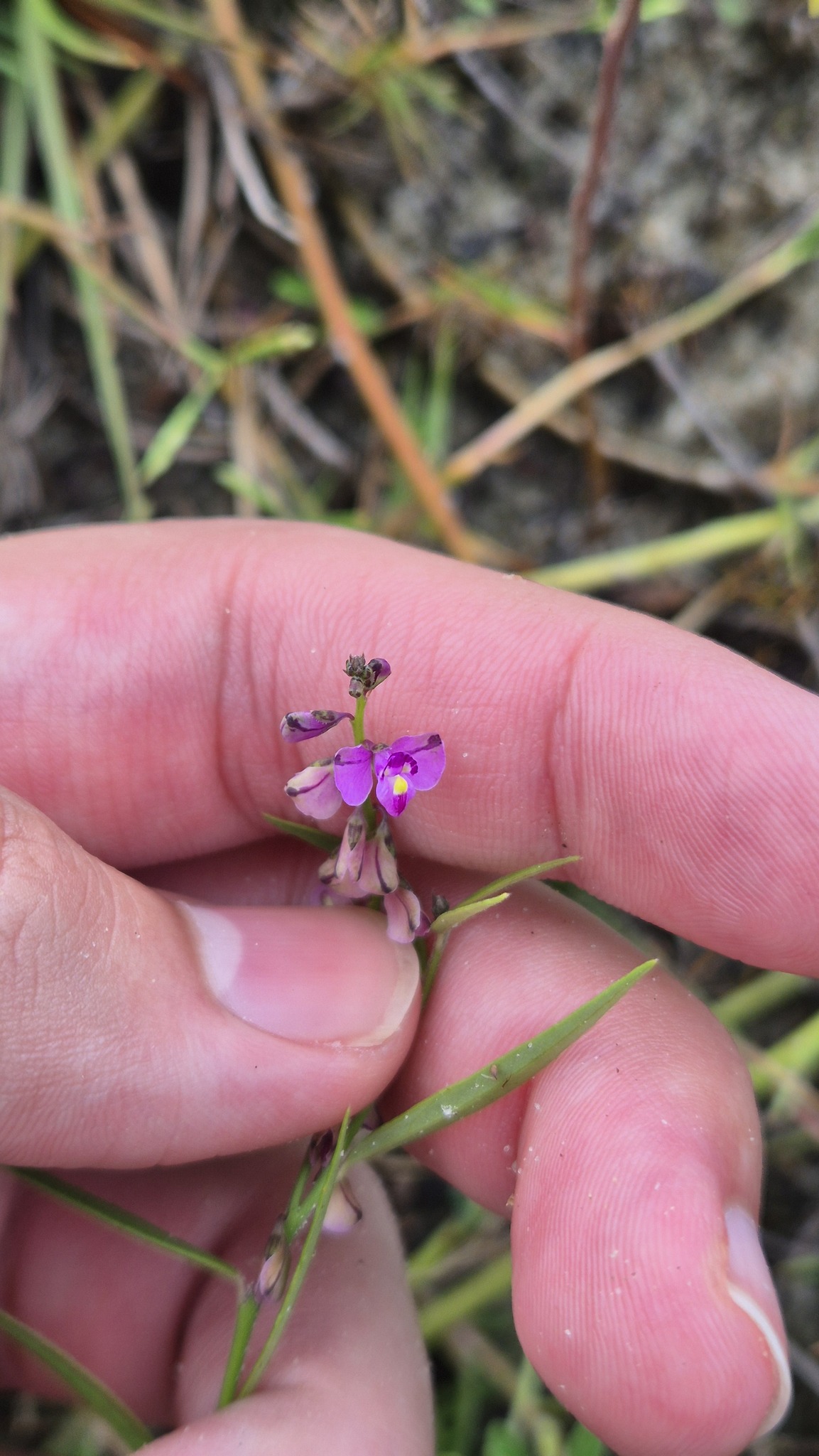 Imagem de Asemeia violacea