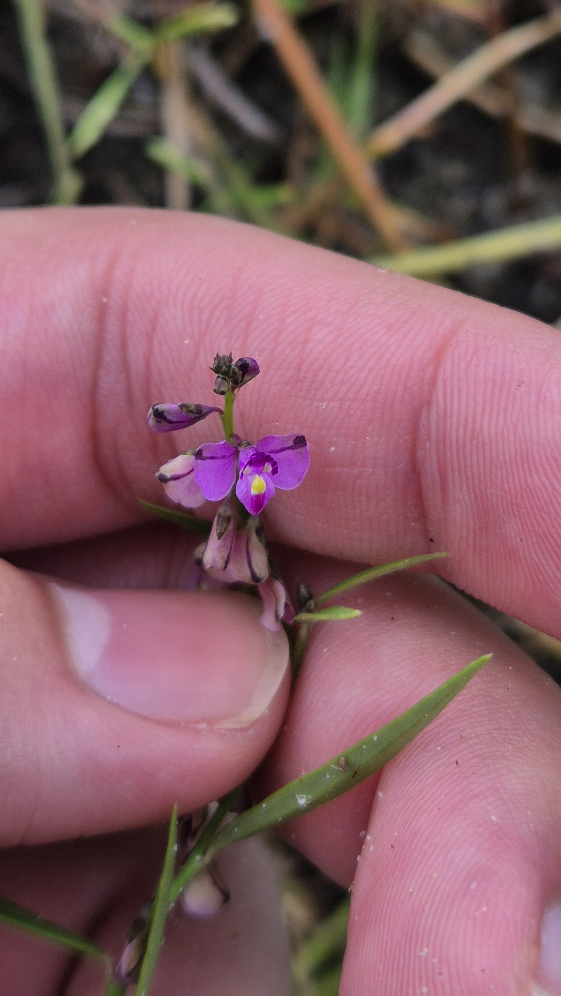 Imagem de Asemeia violacea