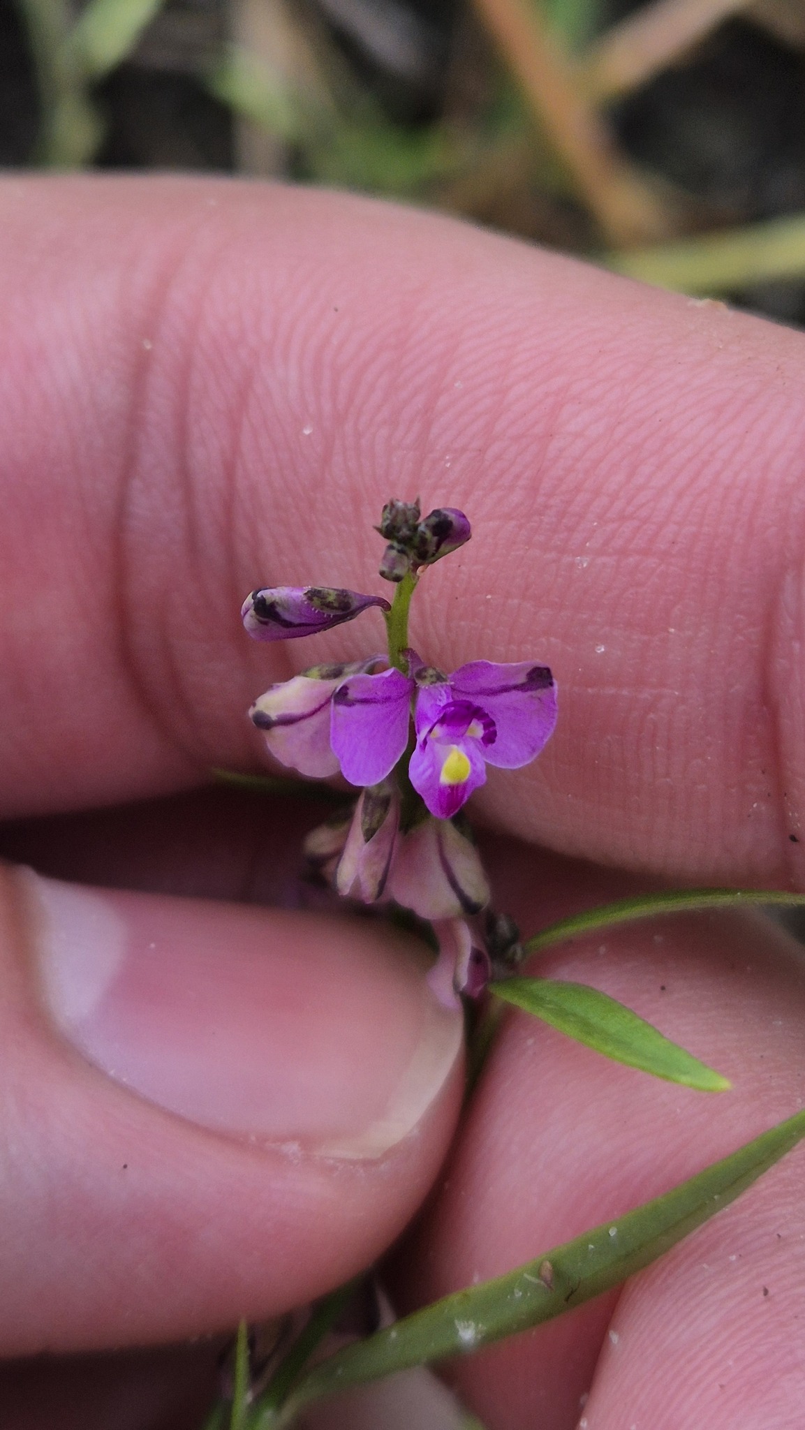 Imagem de Asemeia violacea