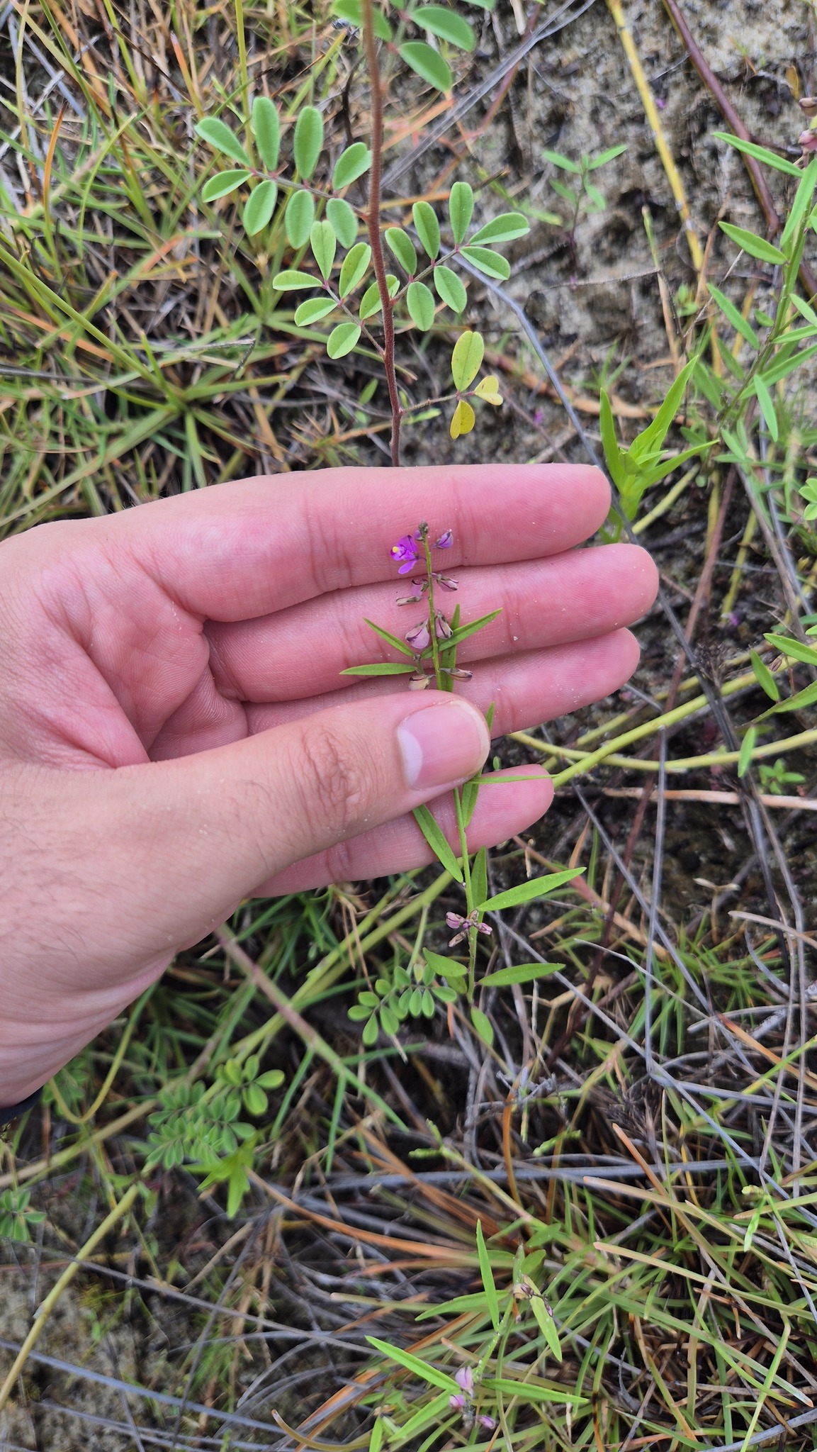 Imagem de Asemeia violacea