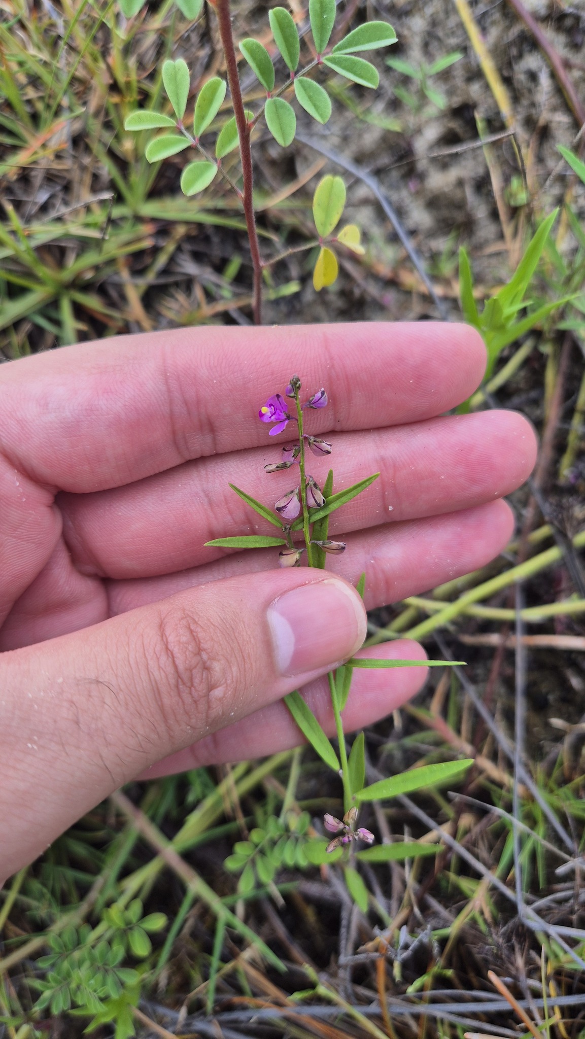 Imagem de Asemeia violacea