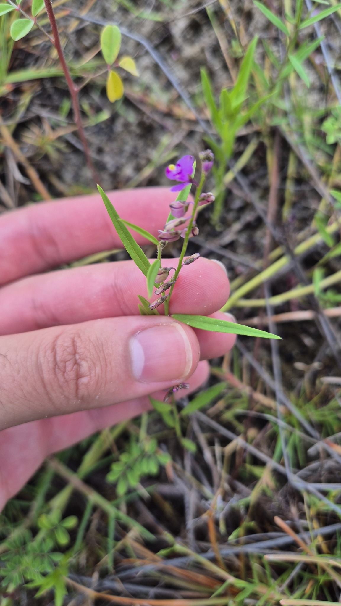 Imagem de Asemeia violacea