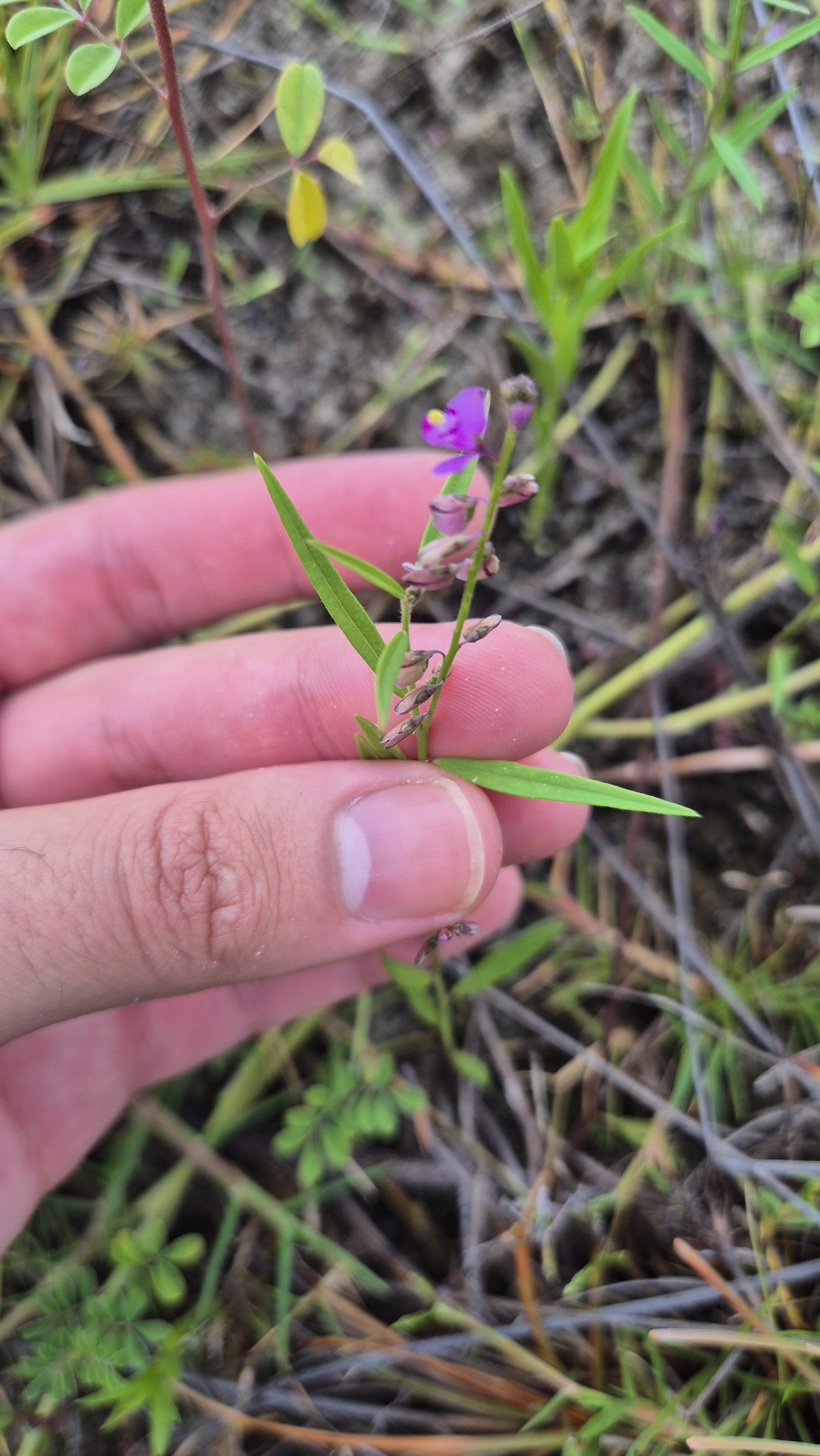 Imagem de Asemeia violacea