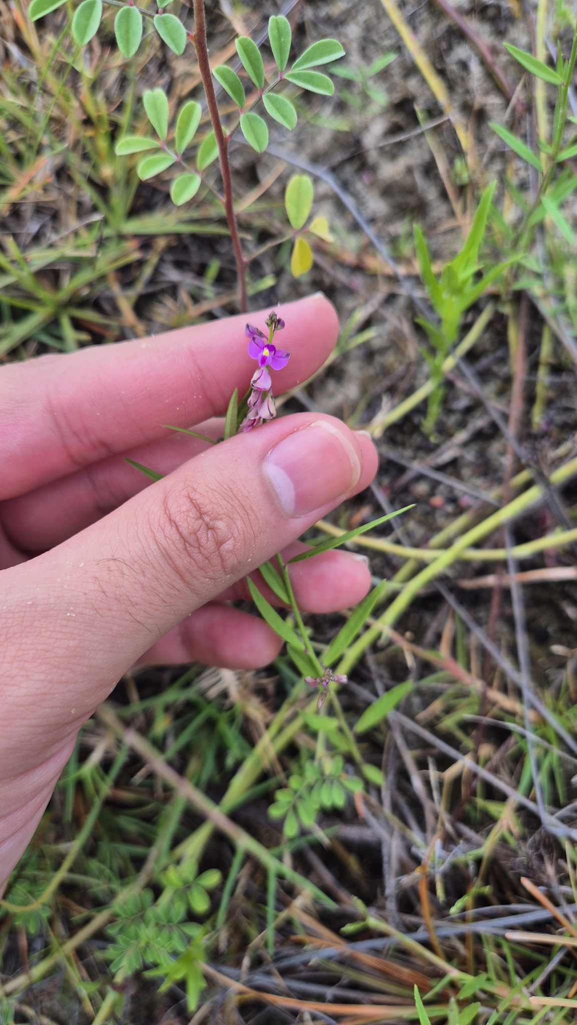 Imagem de Asemeia violacea