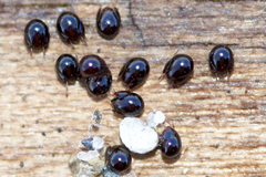 Galumnidae
