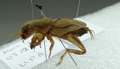 Neoscapteriscus vicinus