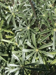 Lupinus longifolius