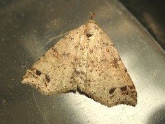 Lithilaria ossicolor